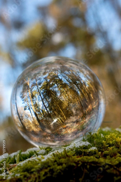 Fototapeta A  transparent crystal ball standing on a tree trunk in the Scandinavian spruce-and pine forest reflecting the beautiful nordic cold nature inside the  ball