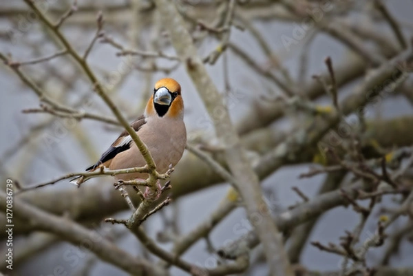 Obraz Hawfinch sitting in a fruit tree
