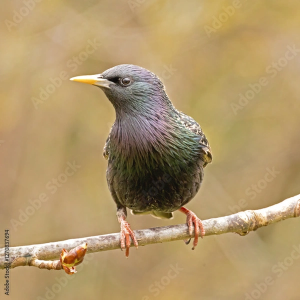 Obraz common starling (Sturnus vulgaris) sitting on a branch