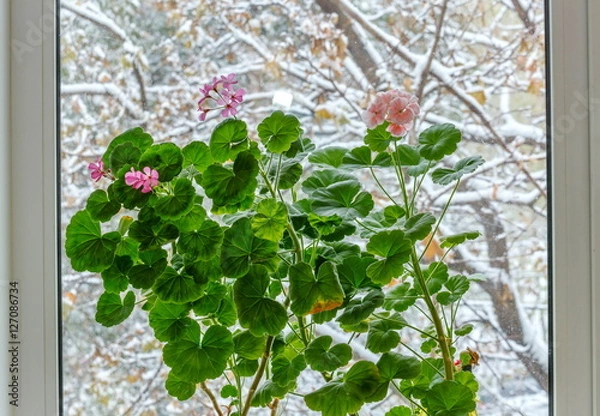 Obraz Pelargonium w oknie