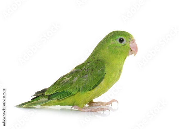 Obraz Pacific Parrotlet w studio