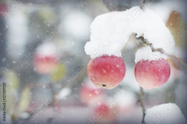 Fototapeta Apples on a branch. First snow