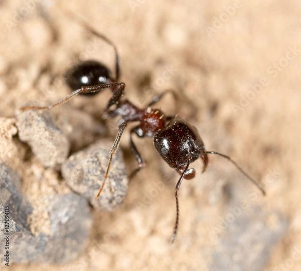 Fototapeta ant in nature. macro