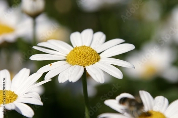 Fototapeta Gänseblümchen