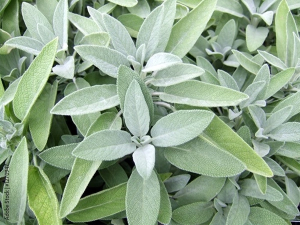 Obraz phytothérapie