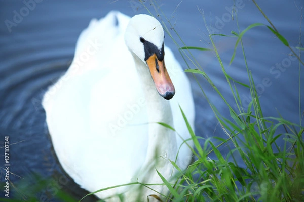 Fototapeta Łabędź niemy