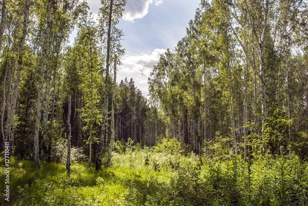 Obraz Solar summer glade