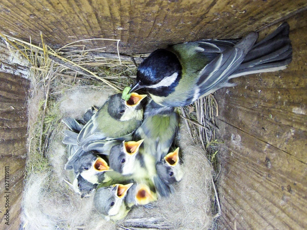 Obraz Great Tit (Parus major) in nestbox
