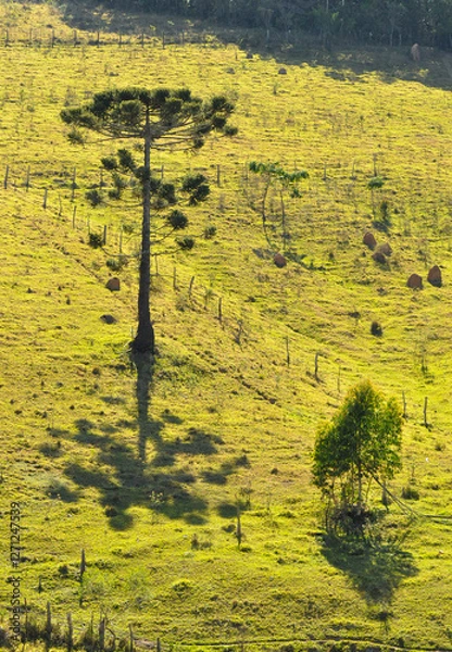 Fototapeta Large Araucaria tree and small tree casting shadows on a grassy mountainside
