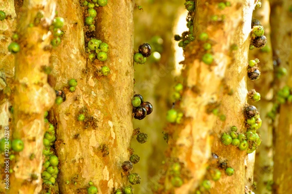 Fototapeta Detail of fruits in different stages of ripening on the trunks and branches of an adult jaboticaba tree
