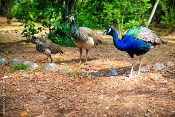 Obraz Peacock on the grass