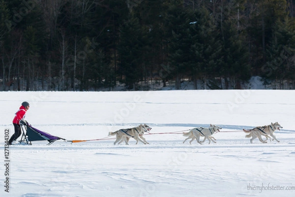 Obraz Chien de traineau