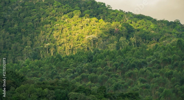 Fototapeta Large tree highlighted by sunlight in the middle of a tropical forest on a mountainside
