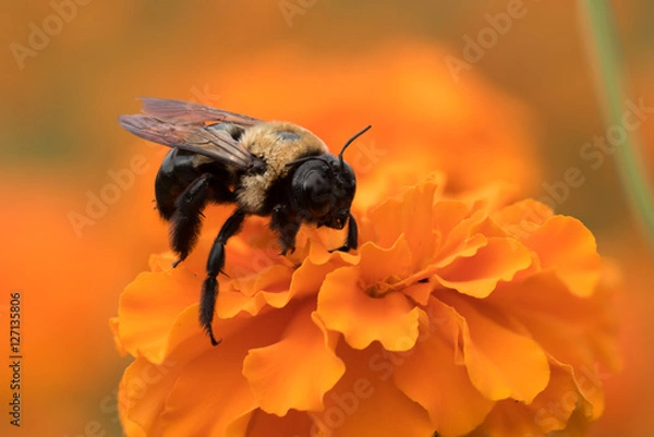 Obraz Bumblebee Collecting Pollen from Orange Flower