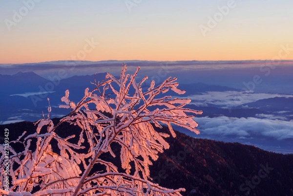 Fototapeta 朝焼けに染まった純白の枝[長野県]