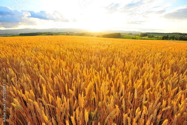 Fototapeta Wheat Fields Landscape
