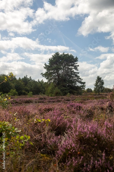 Fototapeta Flowering heathland on sunny day