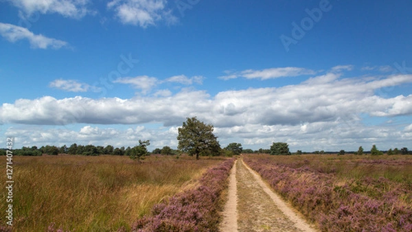 Fototapeta Straigt track through flowering heathland on sunny day