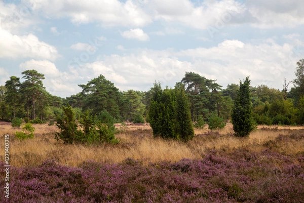 Fototapeta Heathland with  Common Jupiper (Juniperus communis), Dutch Dwingelderveld National Park; Drenthe, Netherlands