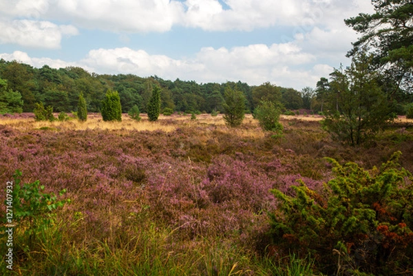 Fototapeta Heathland with  Common Jupiper (Juniperus communis), Dutch Dwingelderveld National Park; Drenthe, Netherlands
