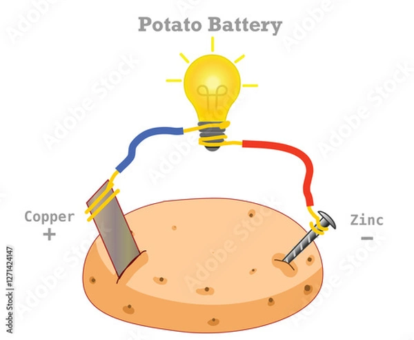 Obraz Potato battery parts model diagram. Electrochemical cell experiment. Copper and zinc electrodes inserted into a potato. Science homework test. Vector illustration