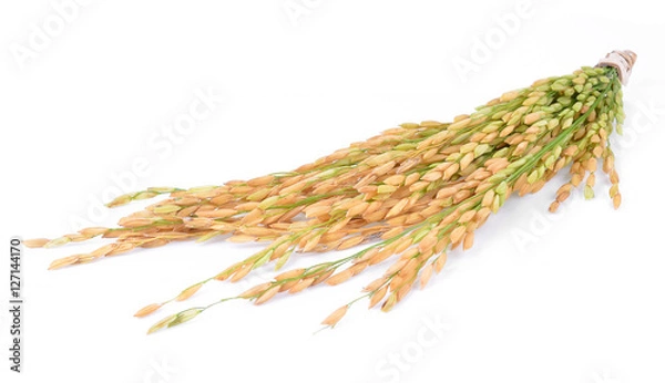 Fototapeta Paddy rice isolated on white background