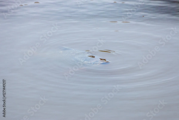Fototapeta scaled fish submerged near the surface in still water lake making circles of small waves on the surface
