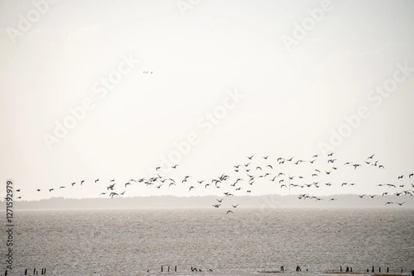 Fototapeta Dänische Wattenmeer Küste bei Ebbe - Vogelschwarm zieht über das trockene Watt bei Tagesanbruch