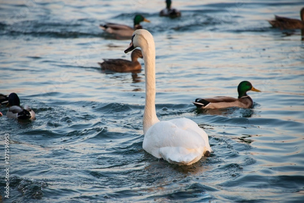 Fototapeta Ein weiße Schwan in mitten von Enten