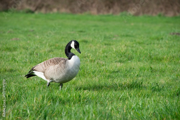 Obraz Große, elegante Kanadagans in der Mülheimer Aue an der Ruhr