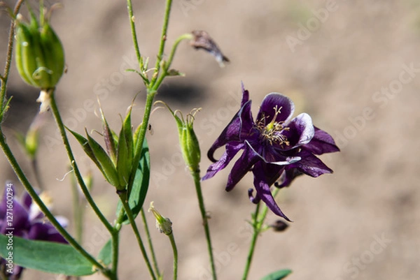 Obraz Schwarz-violette Blüte der Akelei und deren grüne Knospen vor rosa Hintergrund