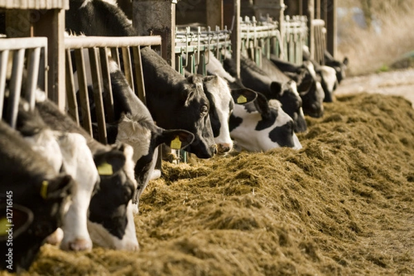 Obraz Karmienie krów