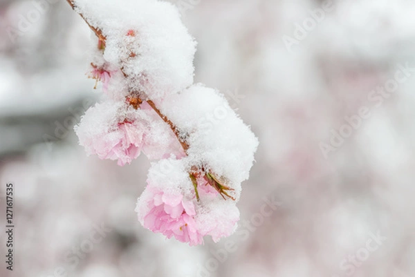 Obraz Wintereinbruch im Frühling, authentische, schneebedeckte Blüten der rosa Zierkirsche