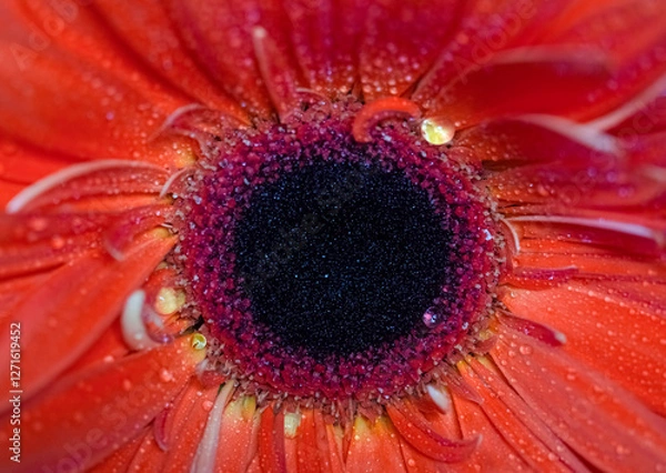 Fototapeta A macro shot of a vibrant red Gerbera daisy, showcasing the detailed texture of its petals and dark central disc covered in dewdrops. Full bloom 