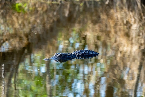 Obraz alligator swimming 