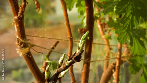 Fototapeta A young stem from a houseplant, showcasing fresh green buds yearning for sunlight. The plant rests on a windowsill, highlighting the natural growth process and the vitality of indoor vegetation.