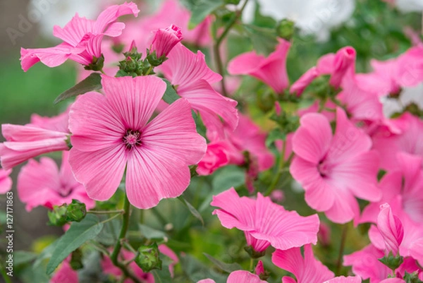 Obraz Flowers Lavatera trimestris