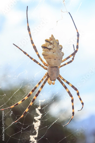 Fototapeta Spider with prey