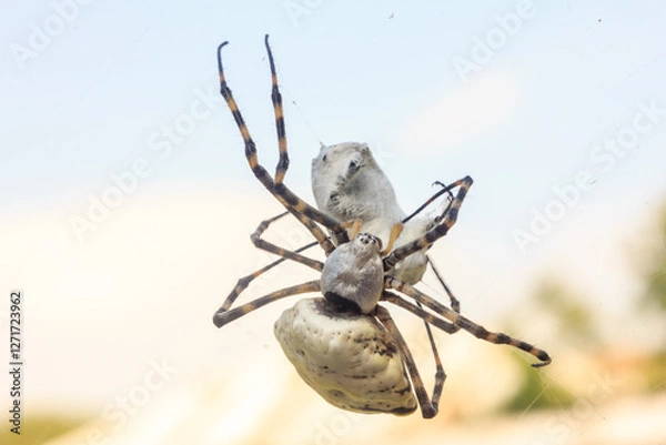 Fototapeta Spider with prey