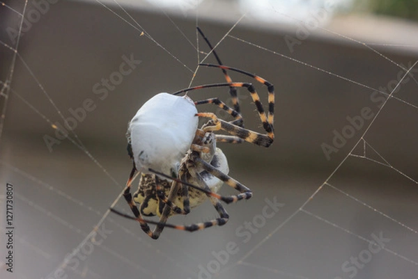Fototapeta Spider with prey