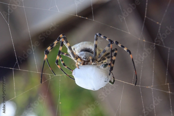 Obraz Spider with prey