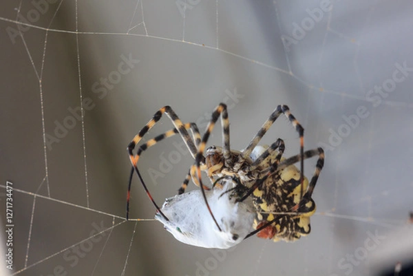 Fototapeta Spider with prey
