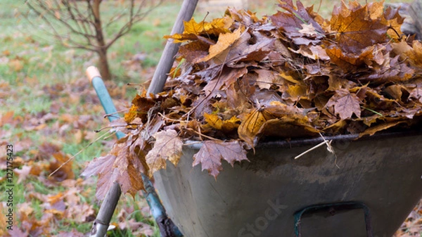 Obraz Gartenarbeit im Herbst - Herbstlaub in einer Schubkarre