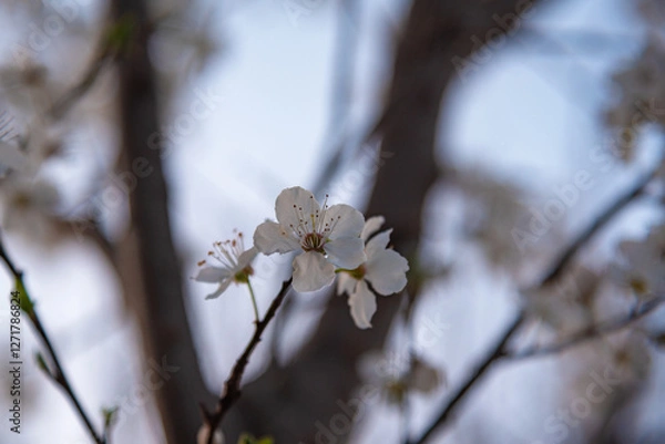 Obraz cherry tree blossom