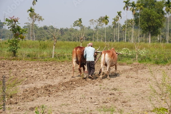 Fototapeta A farmer plowing a field with a pair of oxen