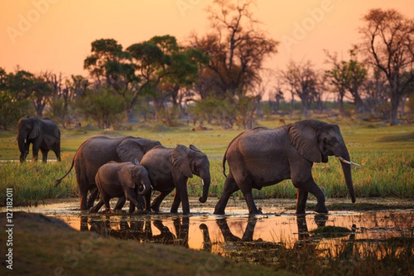 Obraz Słonie w rezerwacie Moremi Game Reserve - Botswana