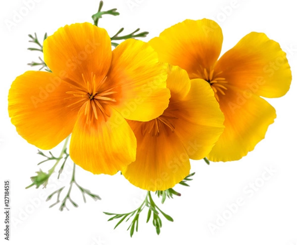 Obraz kwiat Eschscholzia californica (mak kalifornijski, złoty mak, kalifornijskie światło słoneczne, puchar złota) izolowany na białym tle zdjęcia w zbliżeniu obiektywu makro