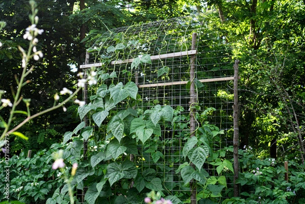 Fototapeta Garden Trellis with Climbing Beans / Concept: DIY Support Structure for Pumpkin, Bean and Cucumber Plants