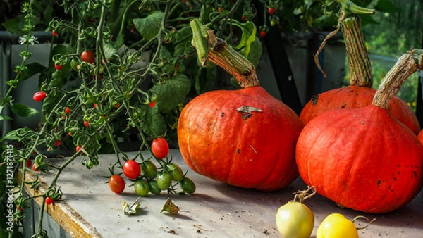 Obraz ogród dynia i pomidory