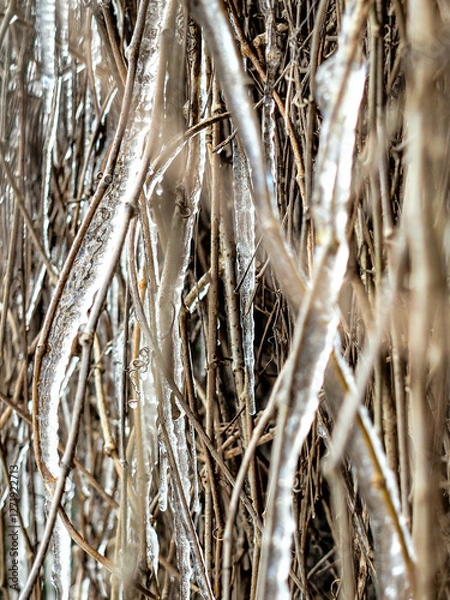 Obraz sople na gałęziach